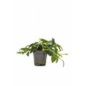AQUAFLORA - ANUBIAS BARTERI \"PAXING\"